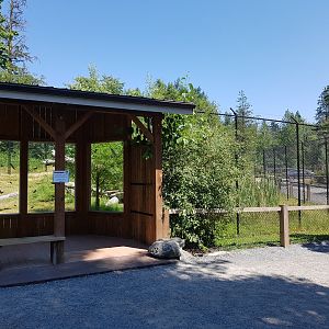 Northern Lynx Exhibit