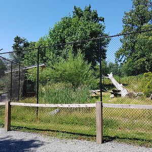 Northern Lynx Exhibit