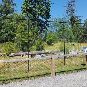 Northern Lynx Exhibit