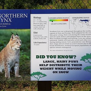 Northern Lynx Sign