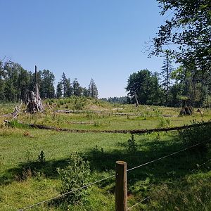 American Bison, Female American Elk, & Male White-Tailed Deer Exhibit