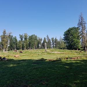 American Bison, Female American Elk, & Male White-Tailed Deer Exhibit