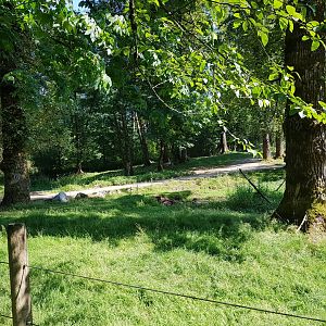 American Bison, Female American Elk, & Male White-Tailed Deer Exhibit