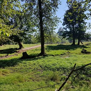 American Bison, Female American Elk, & Male White-Tailed Deer Exhibit