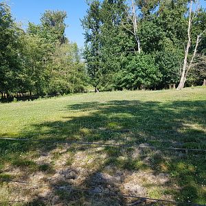 American Bison, Female American Elk, & Male White-Tailed Deer Exhibit