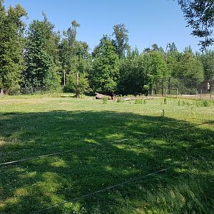 American Bison, Female American Elk, & Male White-Tailed Deer Exhibit