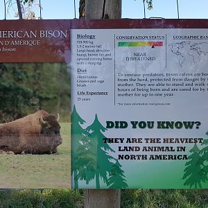 American Bison Sign