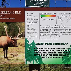 American Elk Sign