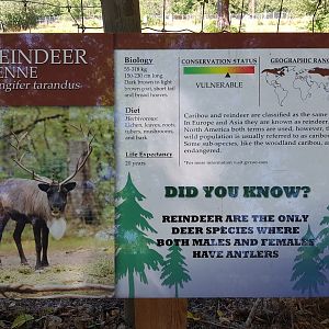 Reindeer Sign