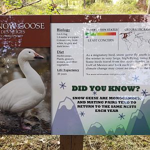 Snow Goose Sign