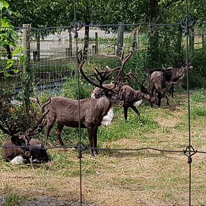 Rolan, Remy, Rylai, Raina, Moxie - Reindeers