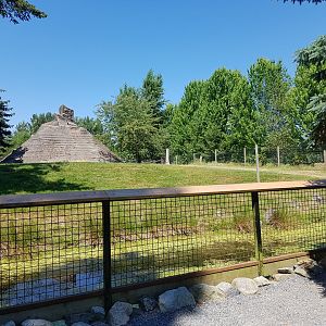 Mountain Goat Exhibit
