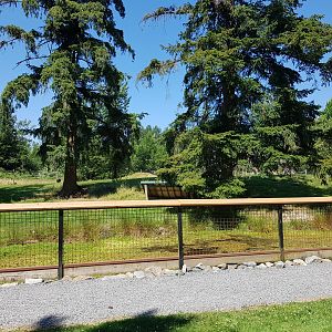 Mountain Goat Exhibit
