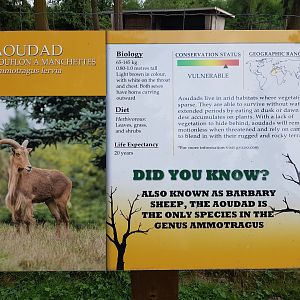 Aoudad Sign