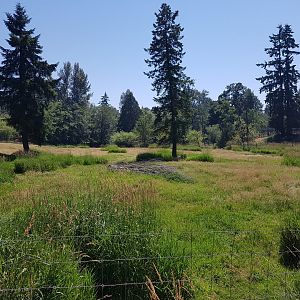 Female White-Tailed Deer Exhibit
