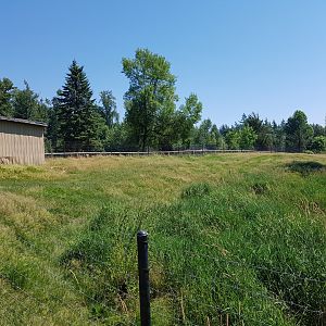 Female White-Tailed Deer Exhibit