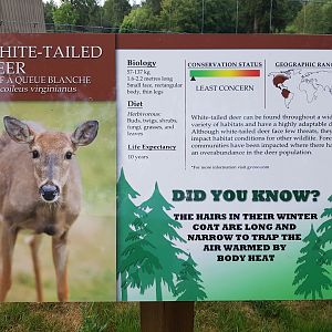 White-Tailed Deer Sign