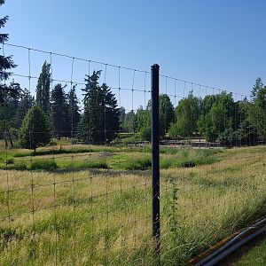 Female White-Tailed Deer Exhibit