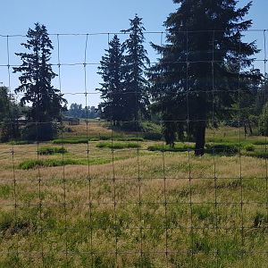 Female White-Tailed Deer Exhibit