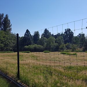 Female White-Tailed Deer Exhibit