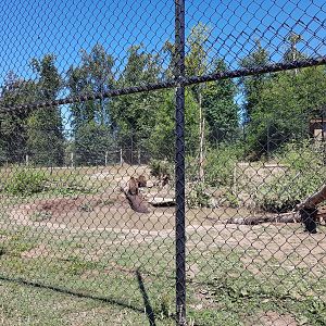 Grizzly Bear Exhibit (Cubs)