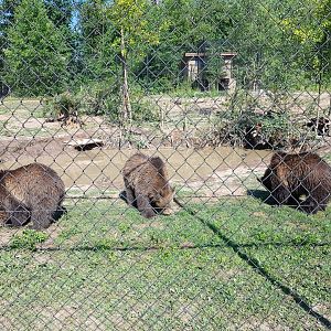 Huggy, Henry, Scout - Grizzly Bear Cubs