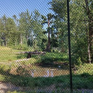 American Black Bear Exhibit