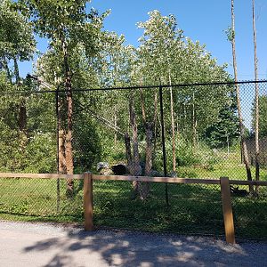 American Black Bear Exhibit