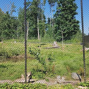 American Black Bear Exhibit