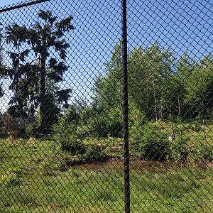 American Black Bear Exhibit