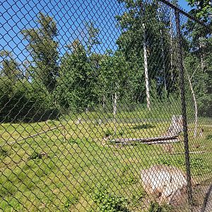 American Black Bear Exhibit