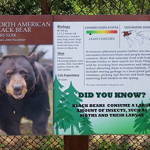 American Black Bear Sign