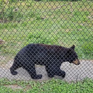 Thyme - American Black Bear