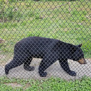 Basil - American Black Bear