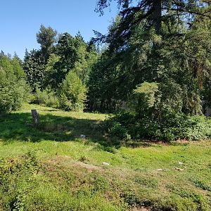 Grizzly Bear Exhibit (Adult)
