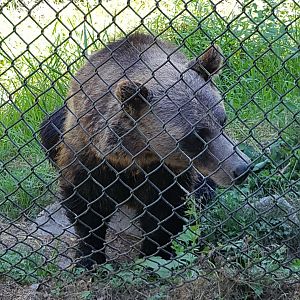 Shadow - Grizzly Bear