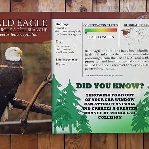Bald Eagle Sign