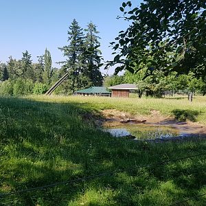 Muskox Exhibit