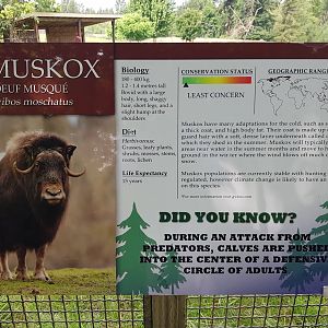 Muskox Sign