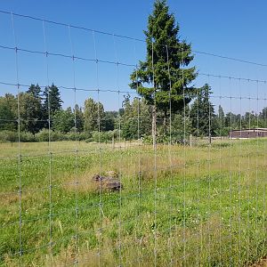 Bactrian Camel & Dromedary Camel Exhibit