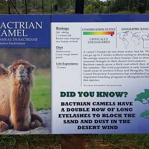 Bactrian Camel Sign