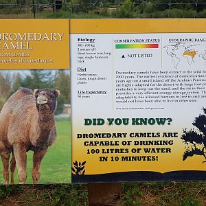 Dromedary Camel Sign