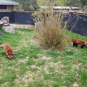 Sakura & Arun - Red Pandas