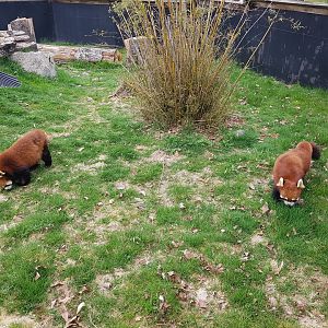 Sakura & Arun - Red Pandas