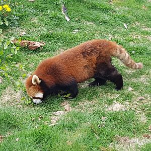 Sakura - Red Panda