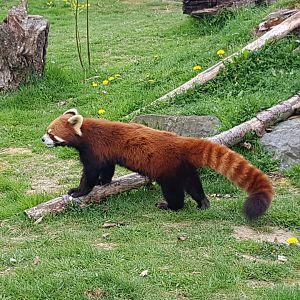 Arun - Red Panda