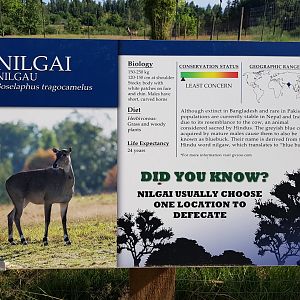 Nilgai Sign