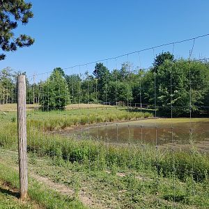 Sika Deer & Pere David’s Deer Exhibit