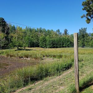 Sika Deer & Pere David’s Deer Exhibit
