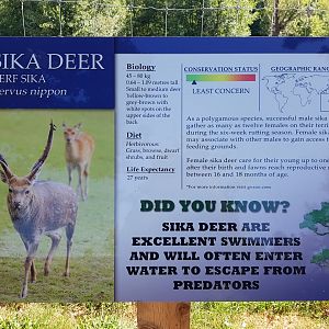 Sika Deer Sign